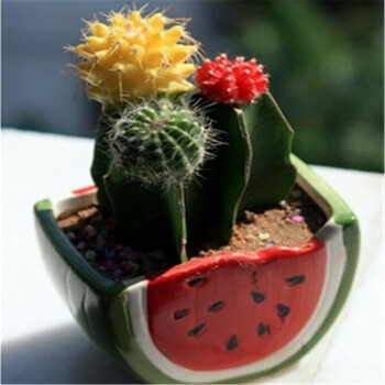 农民老史 室内多肉植物 三色组合仙人球