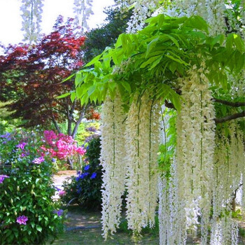 紫藤花苗 多花攀援爬藤植物紫藤树苗 绿化工程 绿植盆栽花卉 1白藤 5