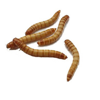 面包虫活体黄粉虫活虫鸟粮鱼粮蜘蛛角蛙饲料画眉仓鼠粮面包虫子面包虫 