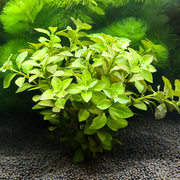 奇溢自然 鱼缸造景水草活体丁香类中后景水草绿丁香 绿丁香 1杯