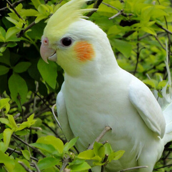 宠物活体鸟 虎皮鹦鹉 活体牡丹鹦鹉 珍珠鸟文鸟活体说话鸟观赏鸟手