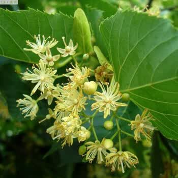 莱芮椴树种子绿化种子林木种子 半斤 100g