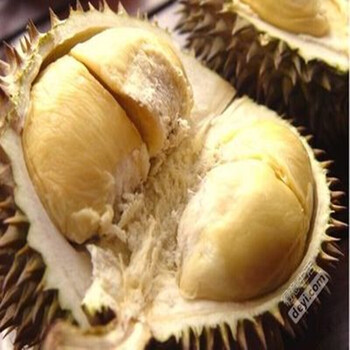 金枕头榴莲树苗 猫山王榴莲苗红肉南方/北方盆栽结果苗 谷夜套榴莲 2