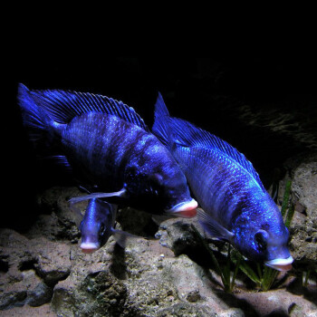 熱帶魚觀賞魚水族淡水活體三湖慈鯛馬鯛銀背阿里藍茉莉臺灣海峽鳥嘴藍