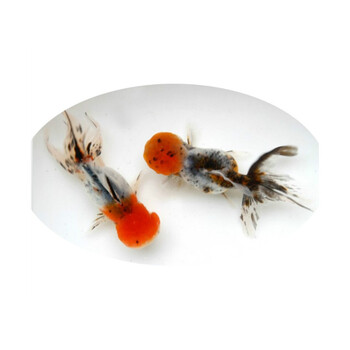 精品纯红狮子头金鱼活体观赏鱼水族宠物国狮冷淡水鱼国粹包活 7-8cm