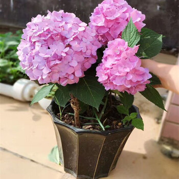 浮花进口魔幻绣球花苗当年开花盆栽植物无尽夏绣球苗紫阳花八仙花洋绣球团聚3年地栽苗 图片价格品牌报价 京东