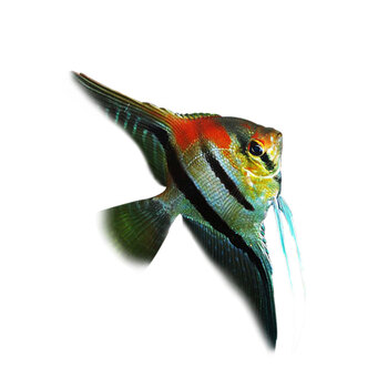 热带观赏鱼伊莎贝尔红背埃及神仙鱼野生f1鱼鳍展示度惊艳 2-3cm 1条装