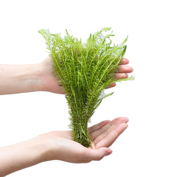 奇溢自然 鱼缸有茎类真水草造景水族箱绿菊花造景真水草 绿松尾 1杯 d