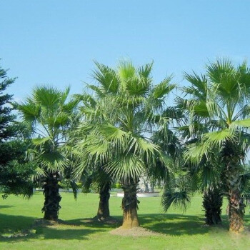 棕櫚樹棕樹苗扇子樹大型綠植招財樹室外景觀植物別墅造景綠化苗木 棕