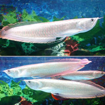 银龙鱼活体观赏鱼苗热带淡水中大小型风水鱼金龙鱼发财鱼 45cm银龙一