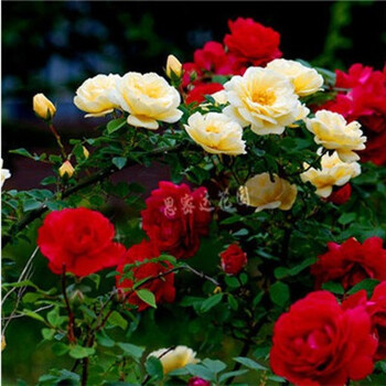 蔷薇花苗5年爬藤苗庭院阳台盆栽攀援多花红花绿植物冬季种 双色蔷薇