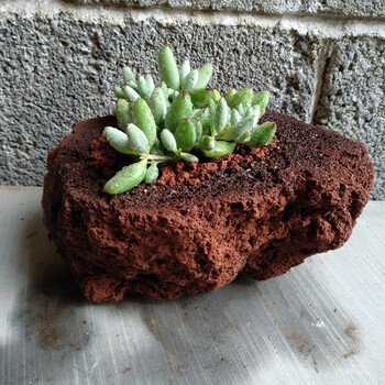 果林轩天然火山石火山岩石头花盆简约多肉花盆菖蒲迷你花盆 红色 15cm