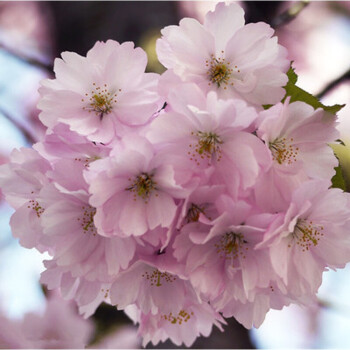 櫻花樹苗庭院 櫻花樹苗嫁接早櫻晚櫻櫻花小苗綠化苗木當三年苗開花