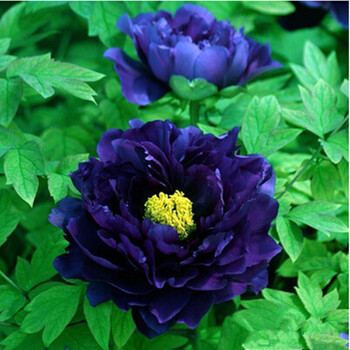 牡丹树苗 当年开花 室内阳台花卉绿植盆栽 庭院绿植 观花植物 蓝牡丹