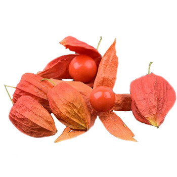 味小仙东北新鲜红姑娘果红皮灯笼果红菇娘苦姑娘1000g