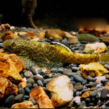 圆斑拟腹吸鳅 彩虹吸鳅鱼 原生鱼 冷水鱼 除藻鱼 溪流鱼 观赏鱼活体