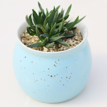 土新手公室多肉组花卉黄丽含静夜蒂养套餐办好合盆栽盆 黄色 黄花照波