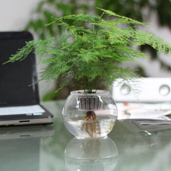 文竹水培套装室内小盆栽观赏竹类水培水生植物室内盆景四季常绿文竹水培套装 图片价格品牌报价 京东