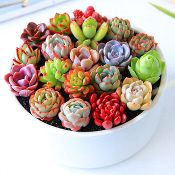 花无痕多肉植物套装24款入门肉肉多肉盆栽多肉组合区办公室室内植物萌肉植物盆栽随机多肉5颗碗莲花盆营养土 图片价格品牌报价 京东