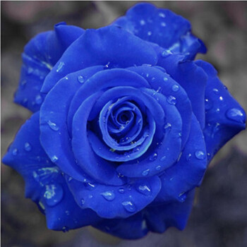 园林 欧月阳台庭院盆栽花卉植物蔷薇花苗藤本月季花苗爬藤月季四季