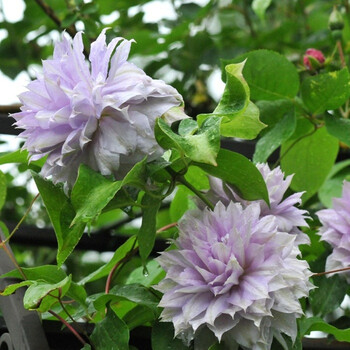 gren铁线莲 重瓣组 沃金美女 枝条已修剪到5厘米发货 打散原土再移栽