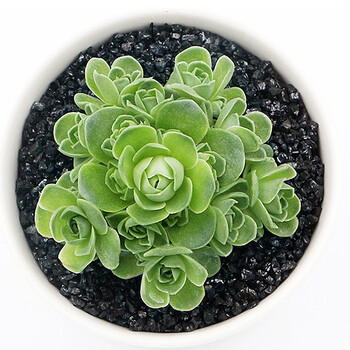 绿丝绦 多肉植物含盆含土套餐 新手入门肉肉品种 2元专区 防辐射肉肉