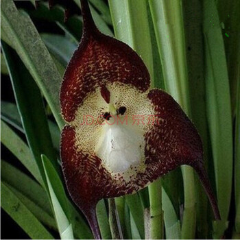 兰花盆栽花卉兰花苗大花蕙兰 蝉兰 虎头兰 大花惠兰 棘猴【图片 价格