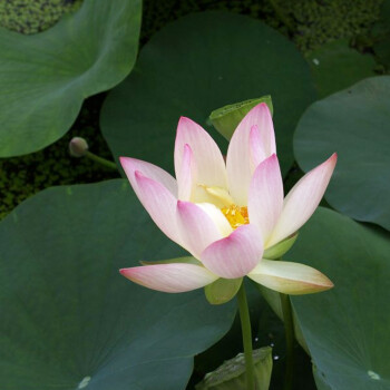 綠植盆栽睡蓮荷花種子水生花卉包郵未開口 送盆 營養液包活 白雪公主