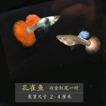 孔雀魚活體鳳尾魚熱帶魚純種淡水小型胎生魚觀賞魚活體配對裝包活 桔