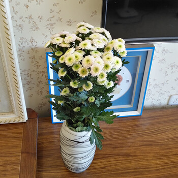 正画 多头菊花鲜花 雏菊多头菊 可浓香水10支 不含花瓶