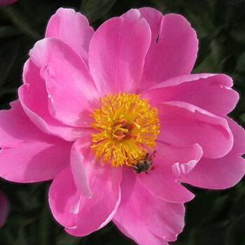 花卉绿植【芍药根块】带芽 庭院花园地栽盆栽牡 多年生种球根丹 五花