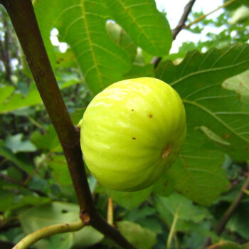 唐坊 園藝 無花果樹苗陽臺盆栽果樹苗觀葉觀果植物室內陽臺綠植淨化