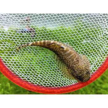 冷水清道夫3-4厘米3条装_ 7折现价50元