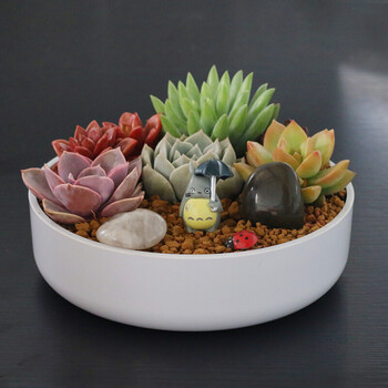 星辉多肉植物组合盆栽新手肉肉绿植花卉diy微景观办公室宿舍盆栽 欢畅