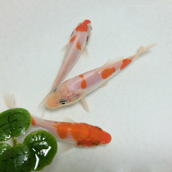 锦鲤 锦鲤活体纯种金鱼锦鲤鱼苗黄金丹顶锦鲤观赏鱼冷风水鱼锦鲤 玫