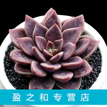 多肉植物 組合小盆栽綠植花卉 辦公室內桌面多肉 吸甲醛 因地卡 4-5cm