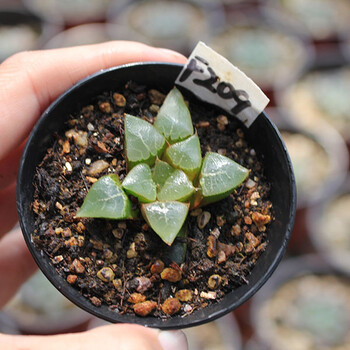 利勿浦十二卷 木叶 克里克特寿 一物一拍多肉植物 f209(盆口7cm) 带