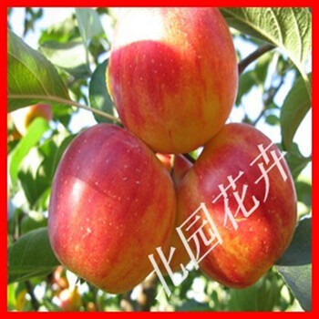 新品种 盆栽苹果树苗 果树苗★苹果苗★沙果苗★盆栽当年结果 包活 3
