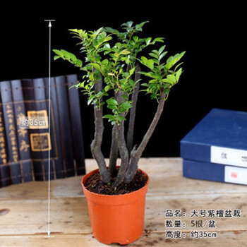 小叶紫檀盆景树桩小叶紫檀苗黑骨檀 小叶紫檀树苗 室内阳台盆栽花卉带盆带土发大号紫檀5根一盆30厘米高左右 图片价格品牌报价 京东