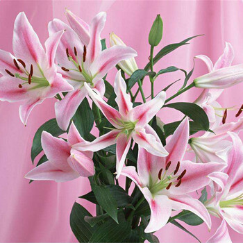 七夕百合鲜花第2件9.