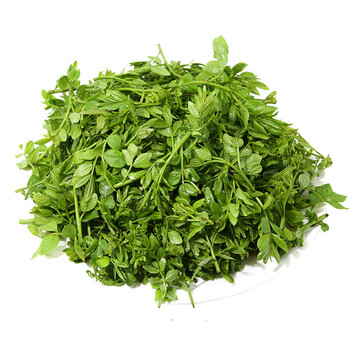 轻恋花椒芽农家椒叶芽新鲜叶嫩芽麻椒芽袋装300g10袋