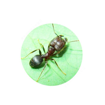 伊大头蚁pheidole yeensis活体家园工坊科普教育森大头蚁 1后300工