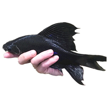 黑美人鱼活体不吸鱼清缸利器黑美人青苔绿苔杀手黑鲨清道夫异形鱼