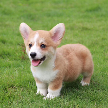 宠至尊 纯种柯基犬活体幼犬宠物狗狗小型犬双色幼崽宝宝 健康保障