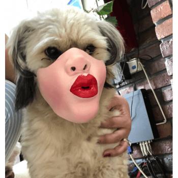 狗搞笑嘴套宠物滑稽面罩幽默宠物口罩娱乐宠物头牛犬嘴面罩 僵尸