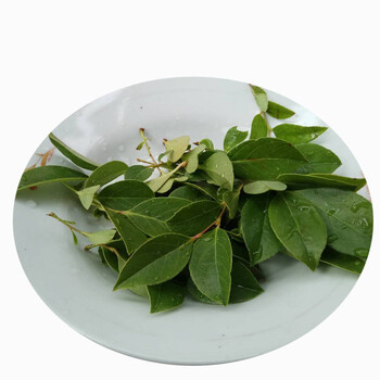 轻恋乌饭叶 乌米饭 乌饭树叶 新鲜乌饭叶南烛叶 乌树叶 乌饭草制作