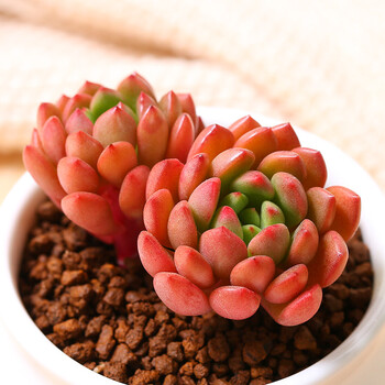 MuMuHome mumuhome 红宝石多肉植物肉肉迷你盆栽室内萌肉肉红宝石双头(不