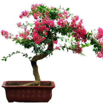 春天来了A65植物室内庭院盆栽花籽 紫薇花种