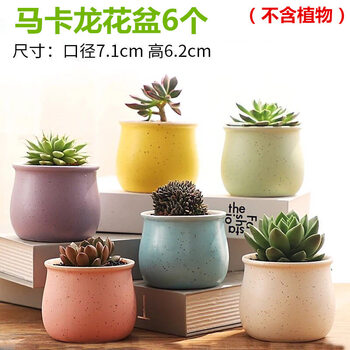 仟尚亿多肉花盆陶瓷批发个性简约室内大号肉肉植物创意粗陶紫砂小多肉花盆栽塑料花盆栽组合宽口马卡龙6个中等 图片价格品牌报价 京东