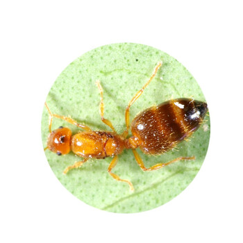 【大阪举腹蚁】部落工坊昆虫摄影生日礼活体宠物教育科普 6后30工(可